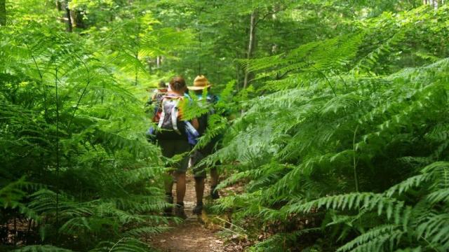 Randonnée en foret