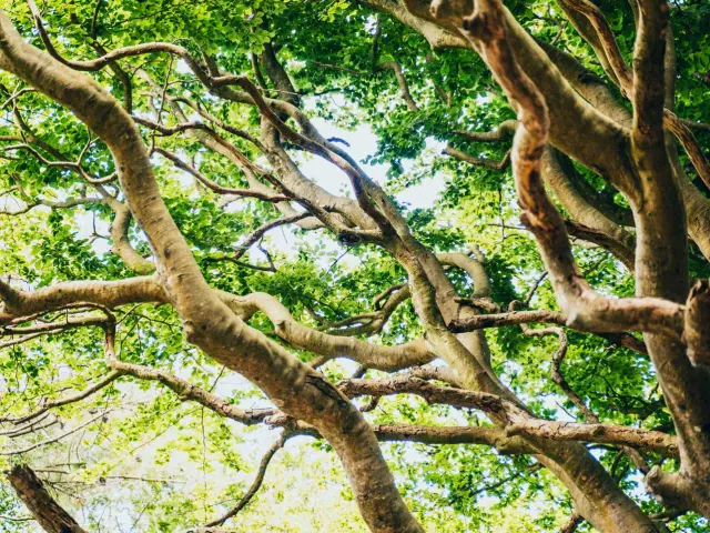 Secret Des Arbres (1)