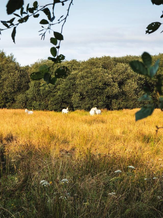 Etang Neuf Plounérin