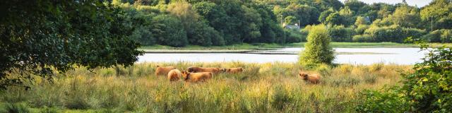 Etang Neuf Plounérin