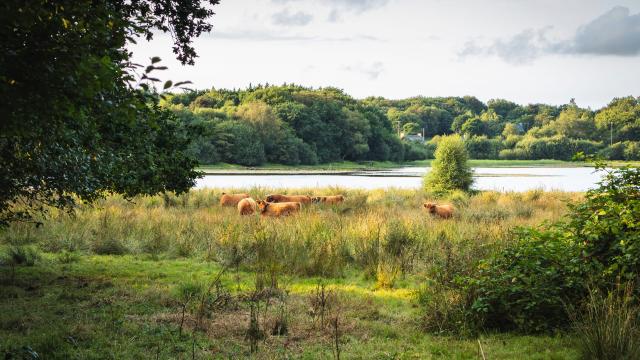 Etang Neuf Plounérin