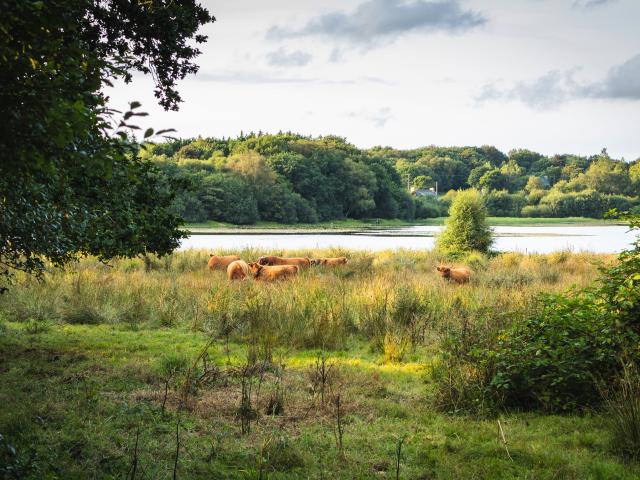 Etang Neuf Plounérin