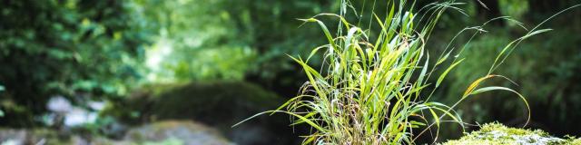 Le Léguer Tonquédec