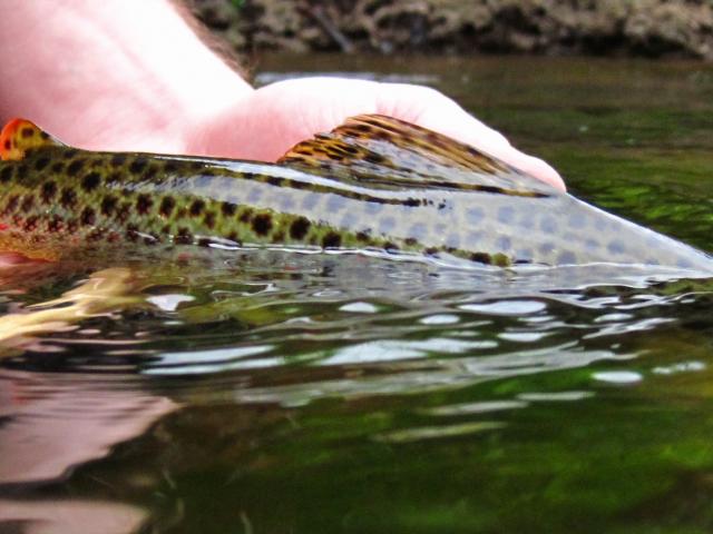 Pêche à la mouche sur le Léguer