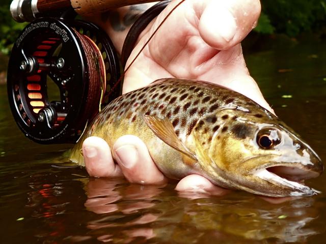 Pêche à la mouche sur le Léguer Copie