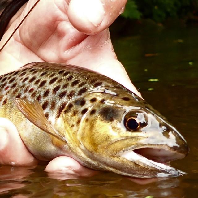 Pêche à la mouche sur le Léguer Copie