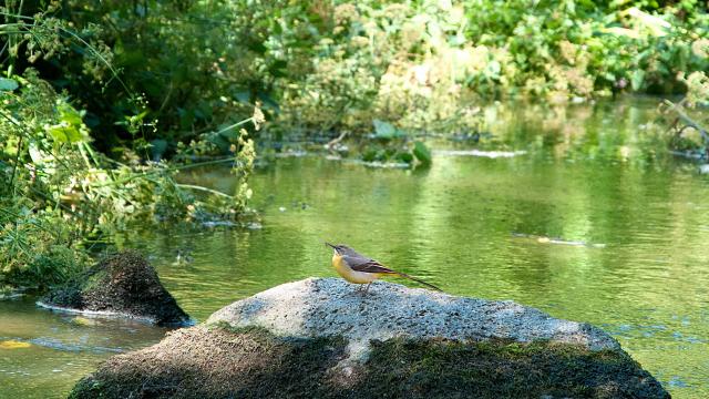 Ruisseau du Poulloguer