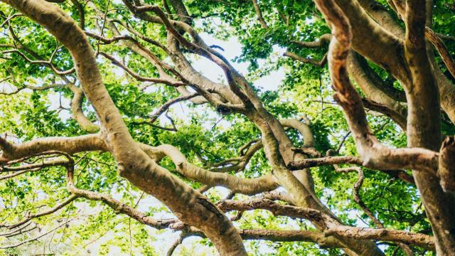 Secret Des Arbres (1)