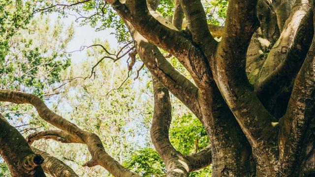 Secret Des Arbres (2)