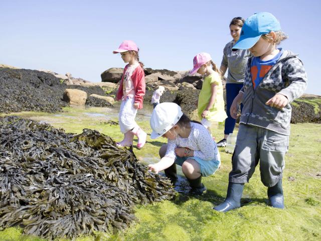 Sortie découverte plage à marée basse avec L'Aquarium Marin de Trégastel