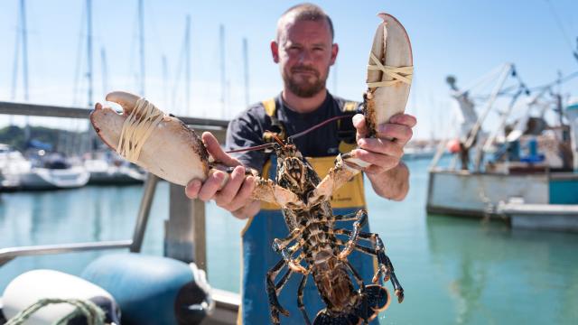 Pêche aux araignées de mer à Trébeurden
