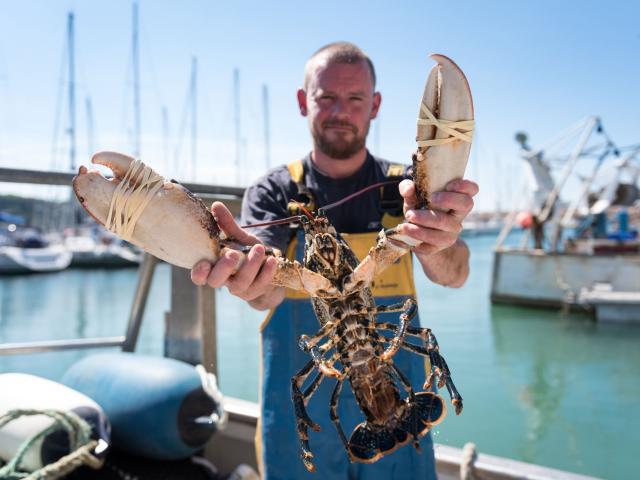 Pêche aux araignées de mer à Trébeurden