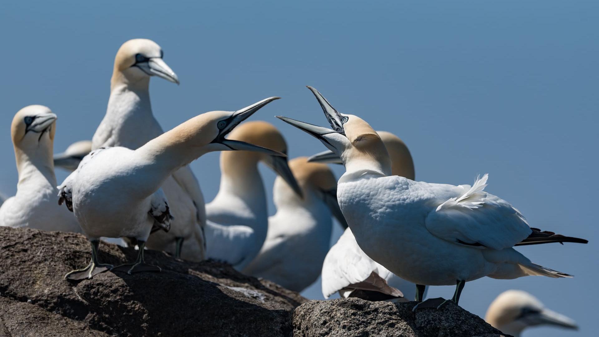 Fous de Bassans de l'Archipel des 7 Iles