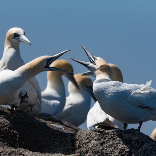 Fous de Bassans de l'Archipel des 7 Iles