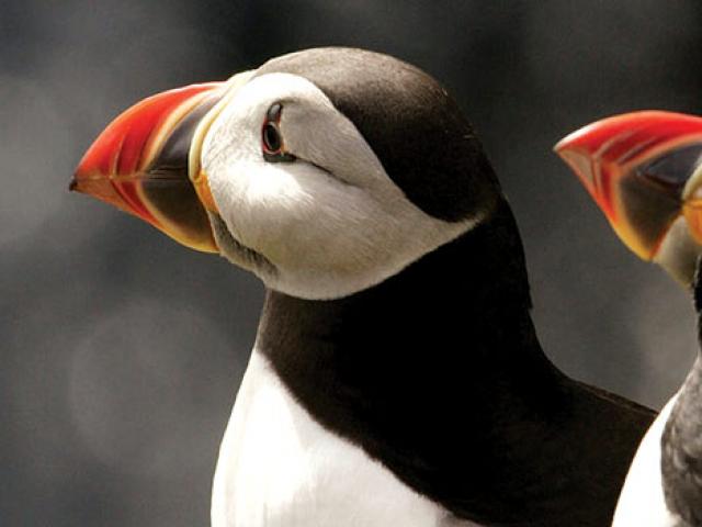 Macareux de l'Archipel des 7 Iles