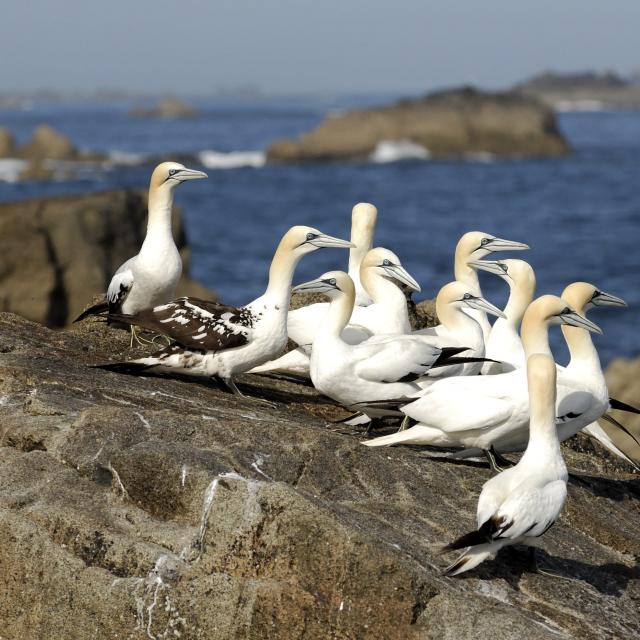 Fous de Bassan - Archipel des 7 Îles