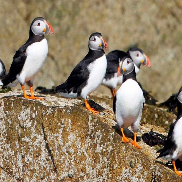 Macareux - Archipel de 7 Îles