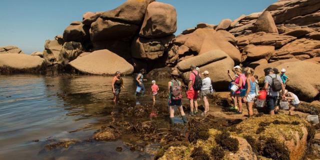 Algues Bretagne Decouverte Et Cuisine Cote De Granit Rose Escapade Glaz 2