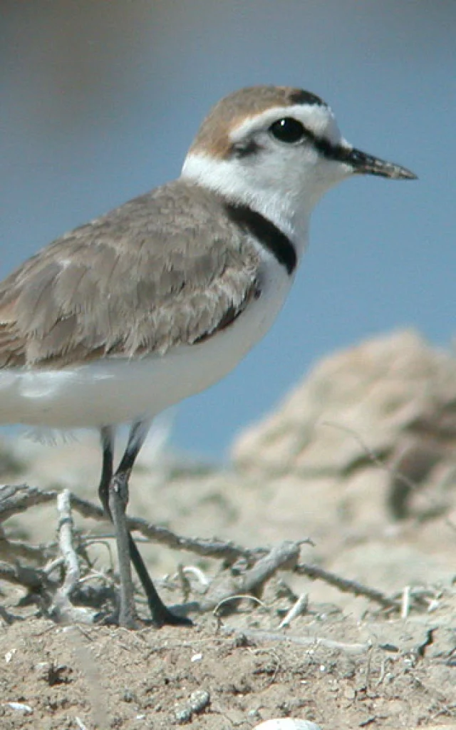 Gravelot à collier interrompu