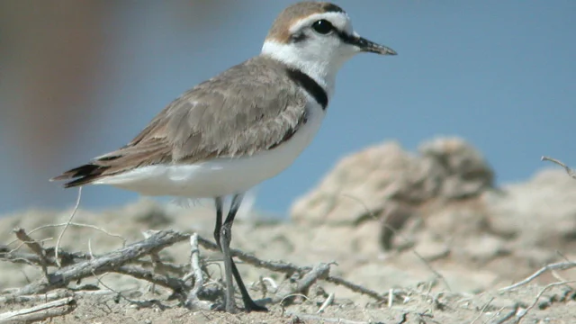 Gravelot à collier interrompu