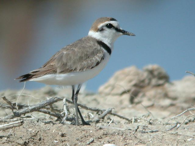 Gravelot à collier interrompu