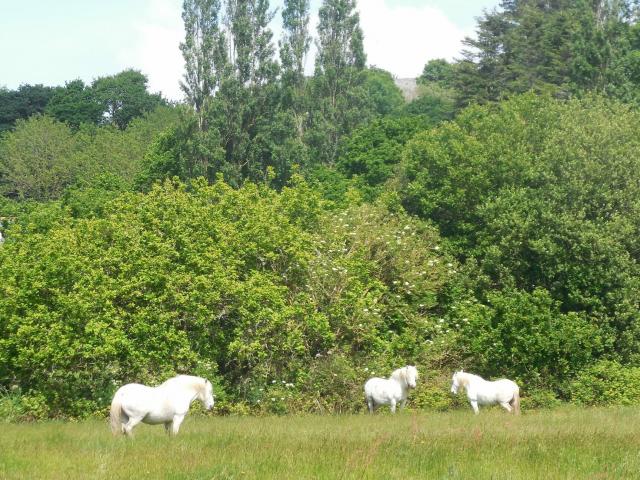 Chevaux Marais Trestel