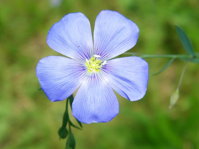 Fleur de lin