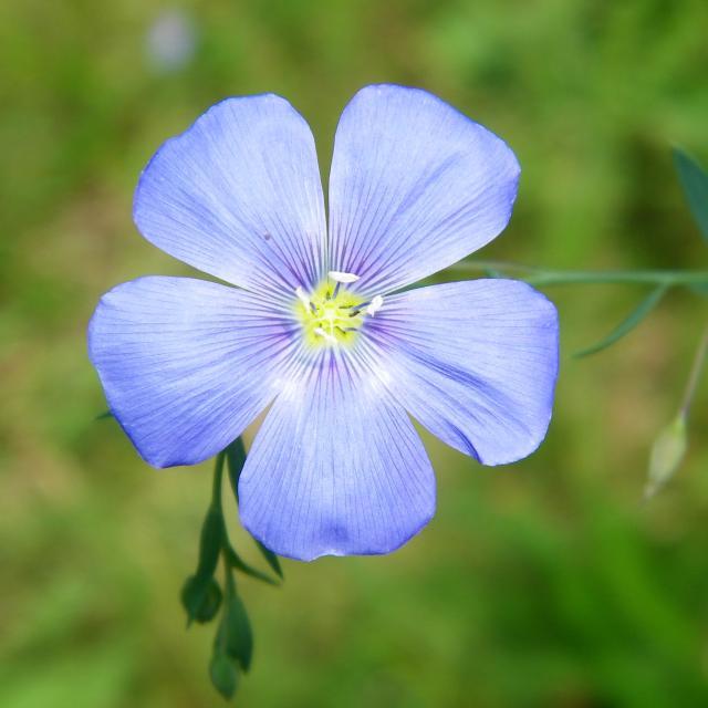 Fleur de lin