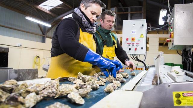Oyster sorting