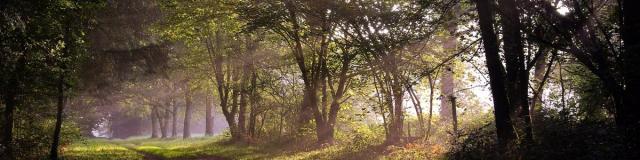 Forêt de Beffou