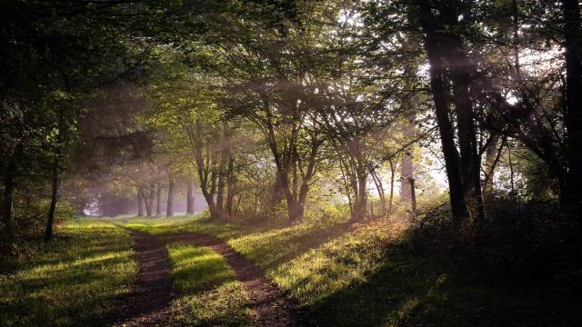 Forêt de Beffou