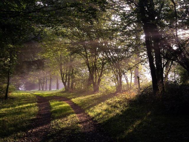 Forêt de Beffou