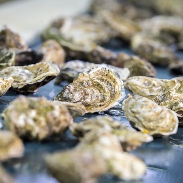 Huitres Creuse Tapis2