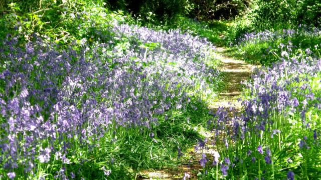 chemin jacynthes Plougras