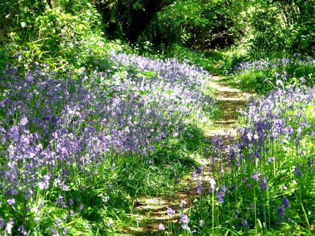 chemin jacynthes Plougras