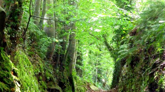 Plounerin Chemin Creux
