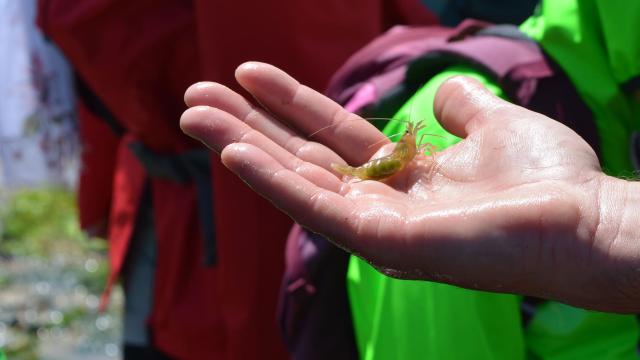 Sortie découverte de la plage à marée basse