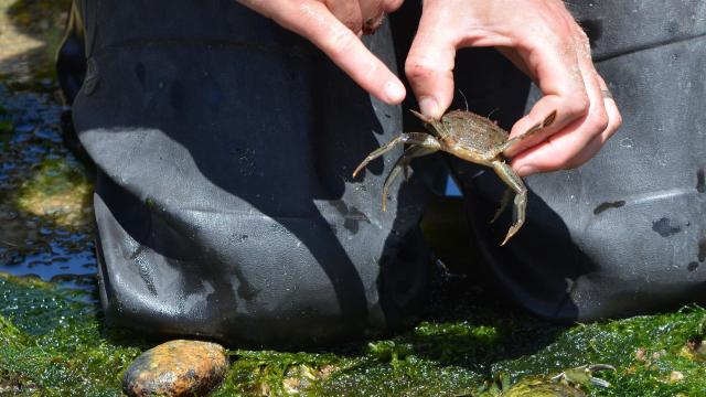 Sortie découverte de la plage à marée basse