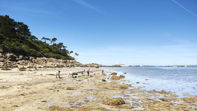 Pêche à pied dans la passe de Milliau - Trébeurden