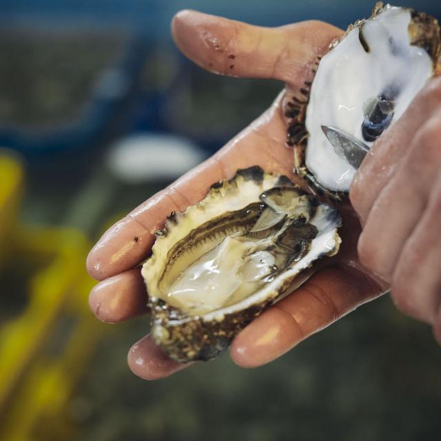 Fruits de Mer - Huîtres