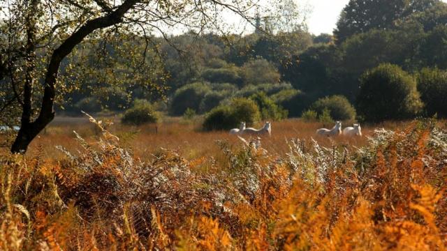 Déclic Armor Ptéridaie