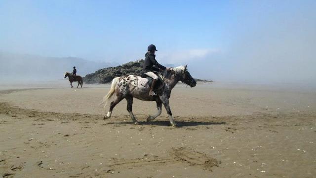 Balade à cheval en bord de mer avec Lannion Equitation