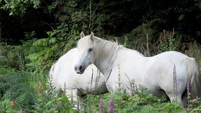 Chevaux race Camargue Marais du Quellen - Trébeurden