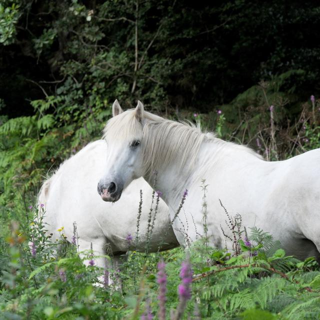 trebeurden-marais-du-quellen-35-2012-b-torrubia-2012-1.jpg