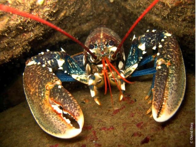 Homard Copyright