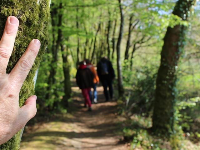 Balade en forêt