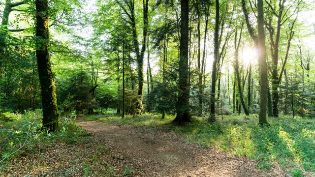 Forêt de Beffou