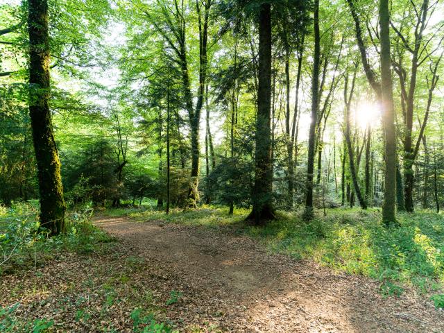 Forêt de Beffou