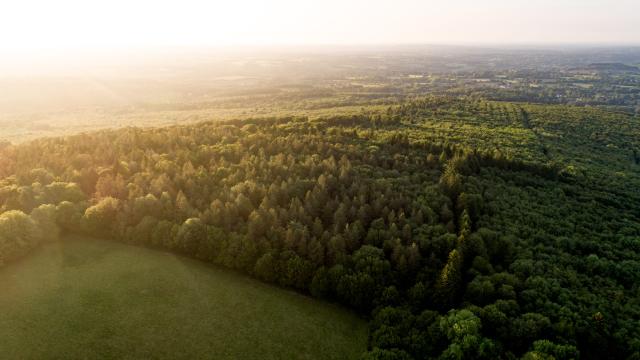 Forêt de Beffou