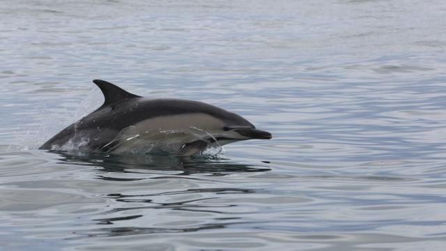 Dauphin Commun ©armel Deniau
